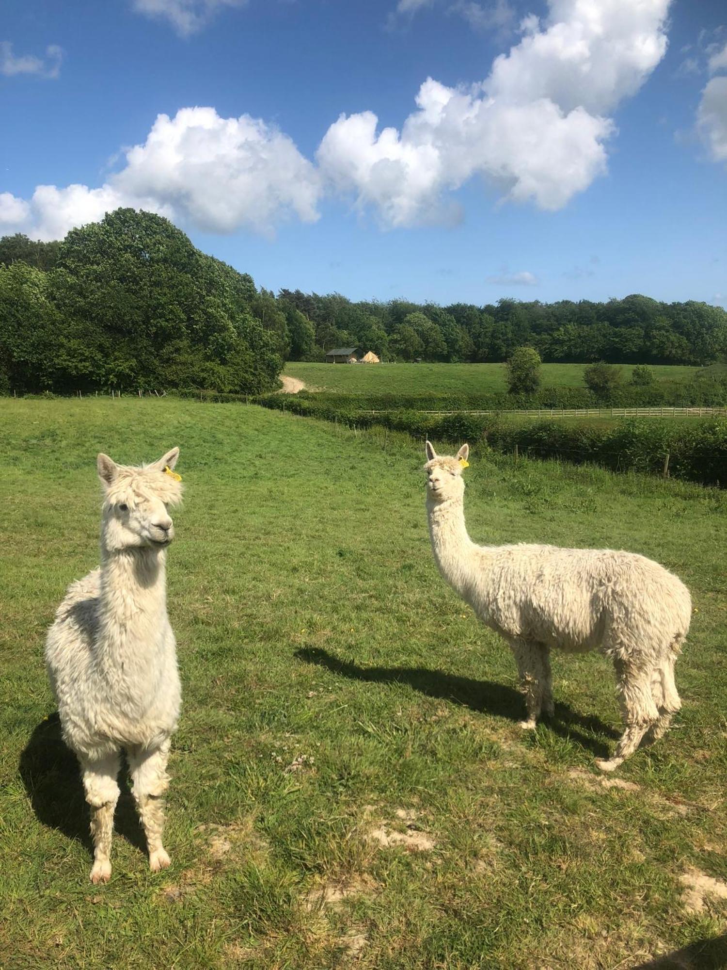 Swallows Oast Glamping Sedlescombe Exterior foto